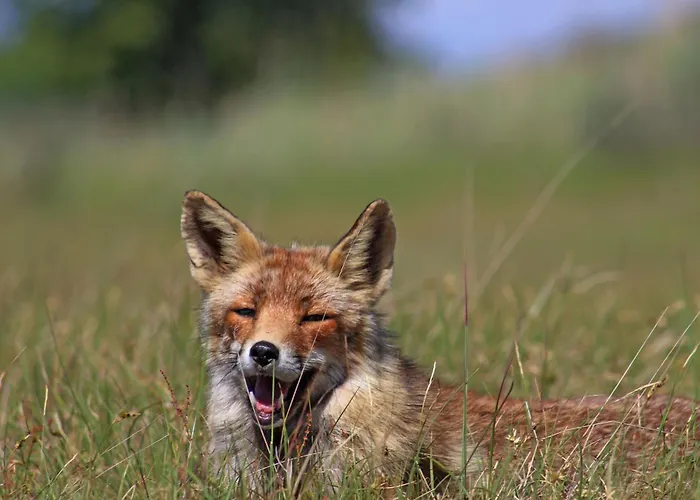 Apartment Het Muiltje Free Parking