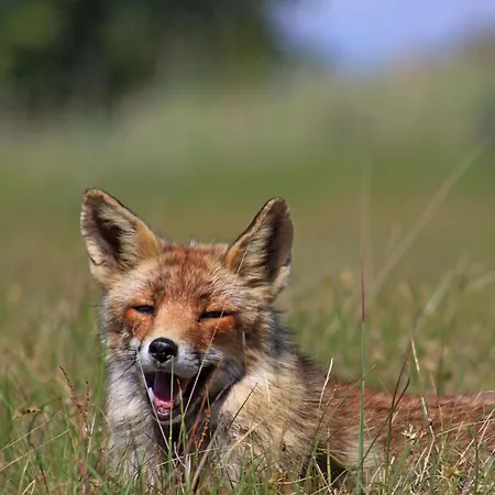 Appartement Het Muiltje Free Parking